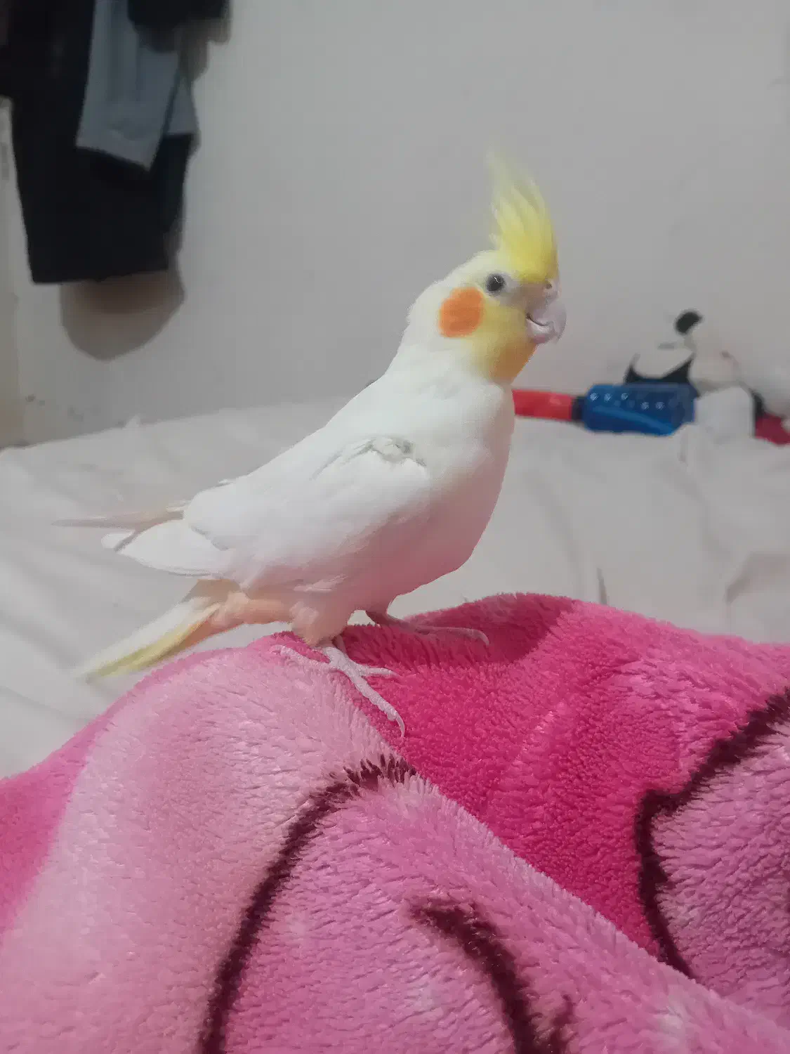 عروس هلندی|پرنده|تربتحیدریه, بالا ولایت|دیوار