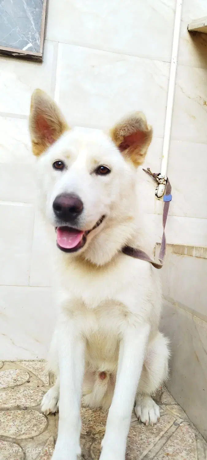 سگ میکس هاسکی ساموید|سگ|ماسال, |دیوار