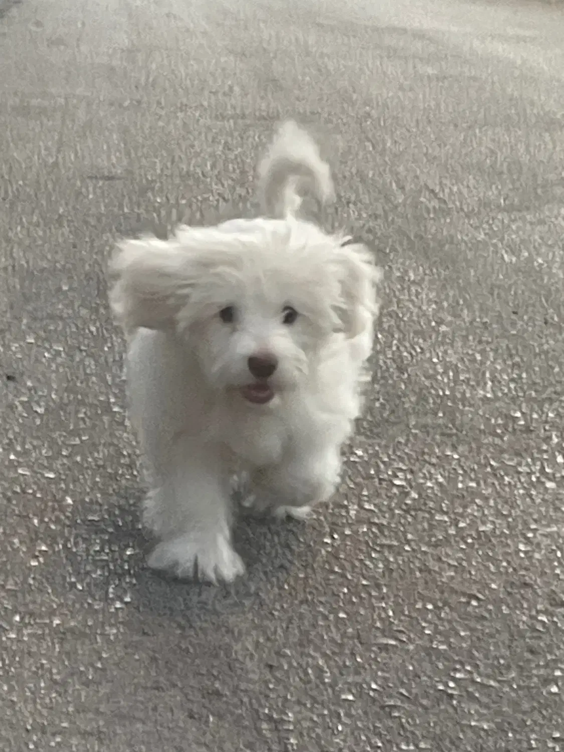 توله شیتزو تیریر|سگ|بندرعباس, |دیوار