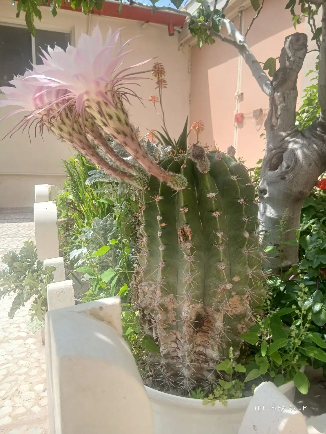 گل کاکتوس|گل و گیاه طبیعی|منجیل, |دیوار
