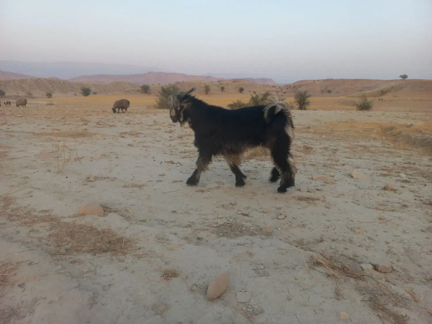 فروش کهره بذری|حیوانات مزرعه|جره و بالاده, |دیوار