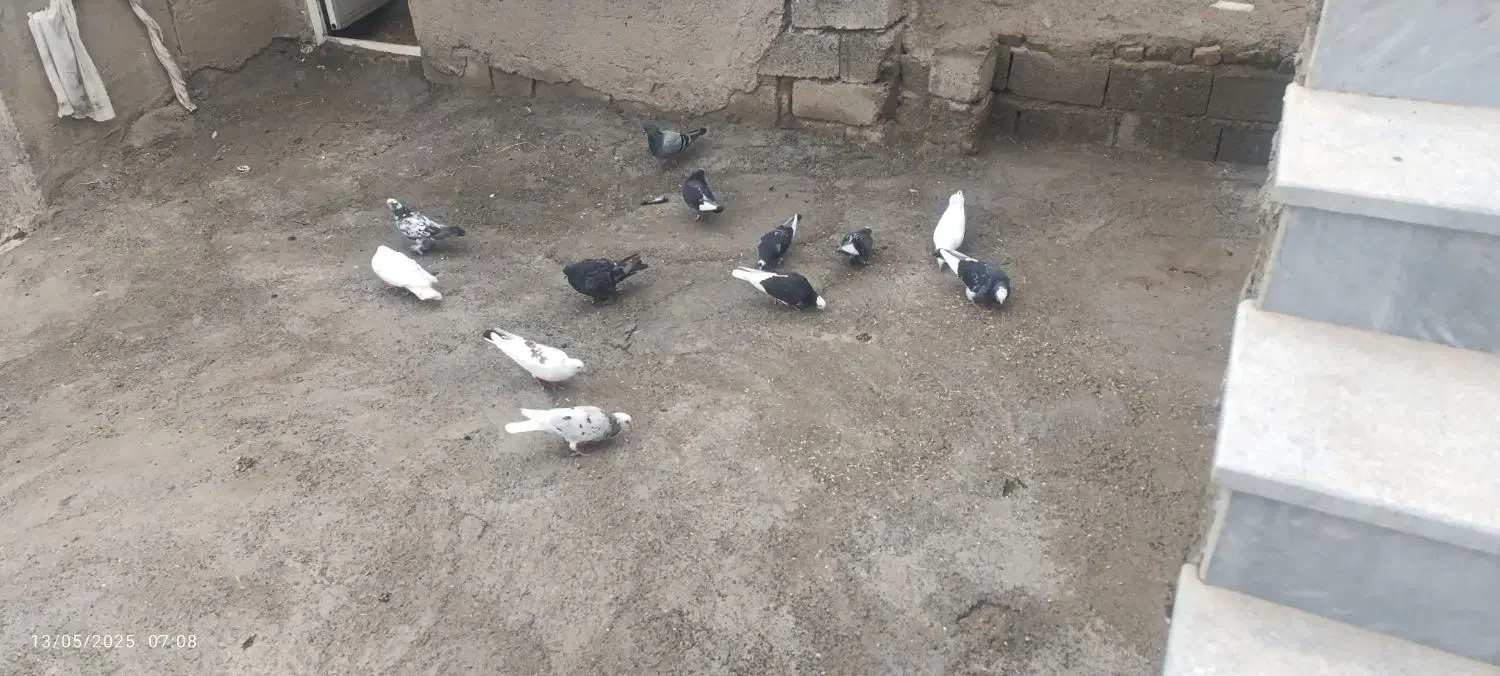 کبوتر|پرنده|گرمادوز, |دیوار