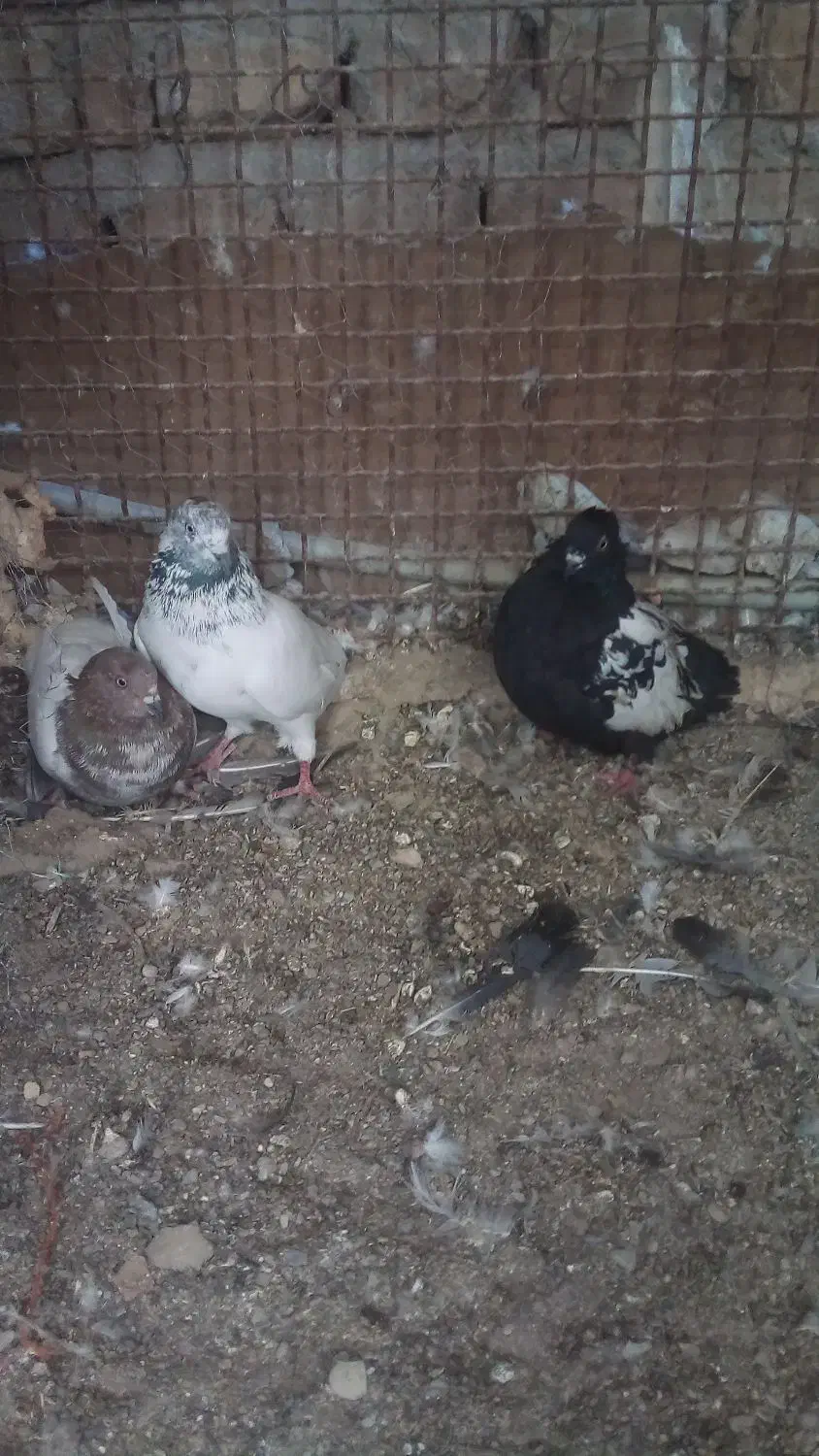 کبوترسینهسیاهفروشی|پرنده|سراوان, |دیوار