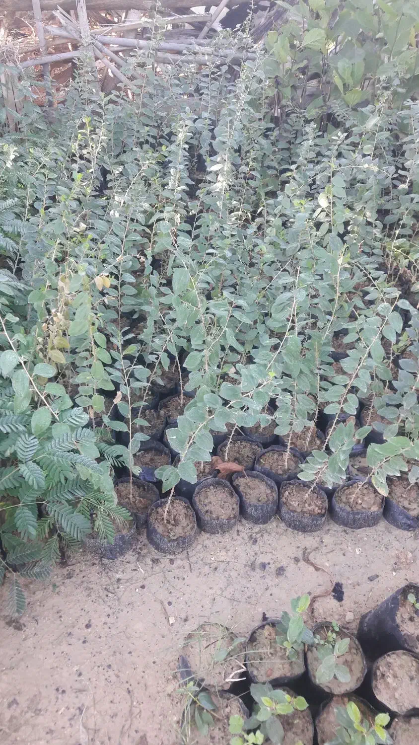 نهال آکالیپتوس و برهان گلی و سپستون و کنار|گل و گیاه طبیعی|مسجد سلیمان, |دیوار