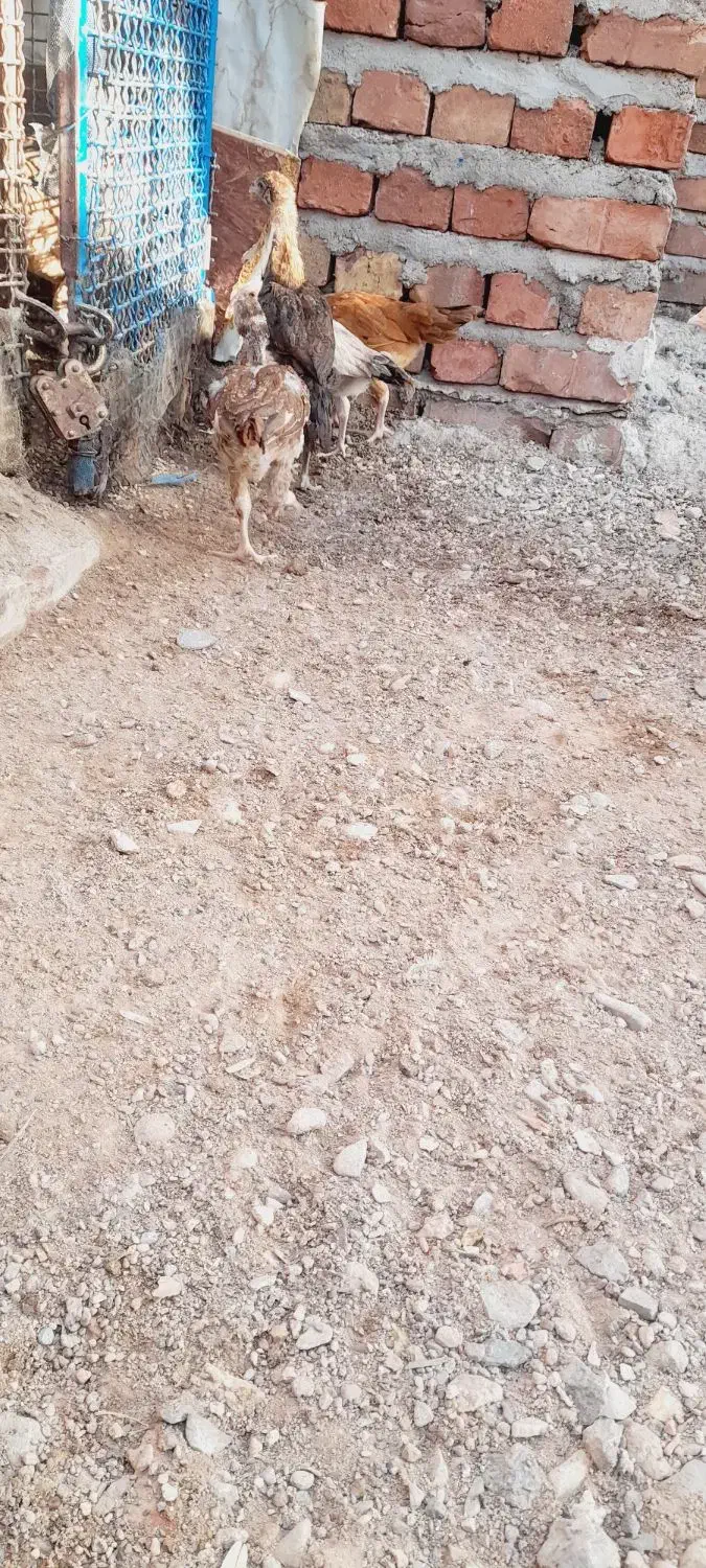 خروس|حیوانات مزرعه|خاش, |دیوار