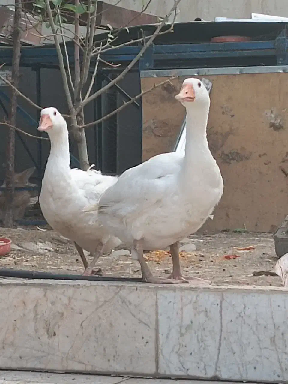 قو غاز|حیوانات مزرعه|گلبهار, شهر جدید گلبهار|دیوار