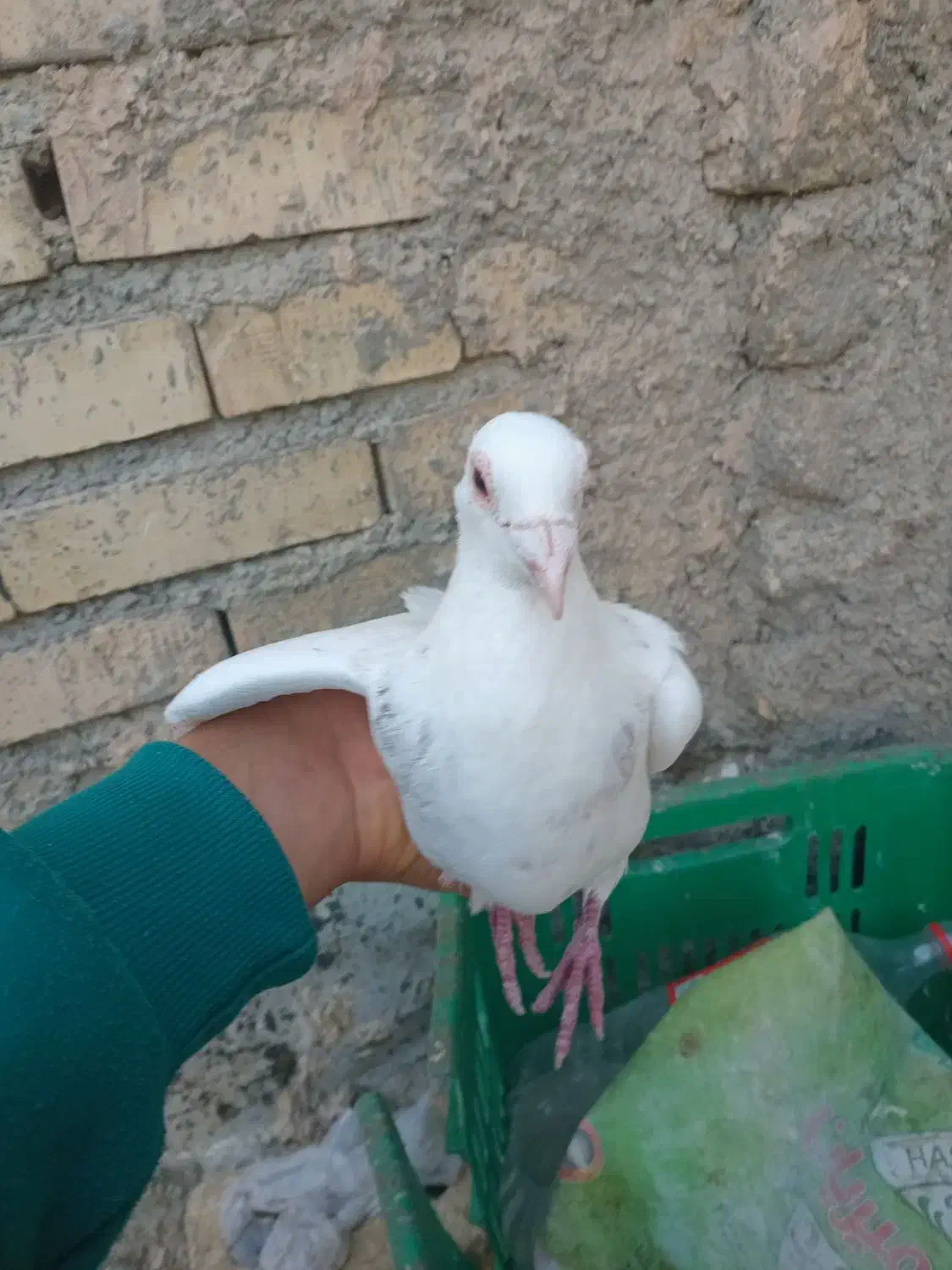 سرور|پرنده|چناران, |دیوار