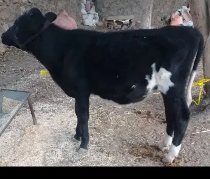 گوساله|حیوانات مزرعه|سرپل ذهاب, |دیوار