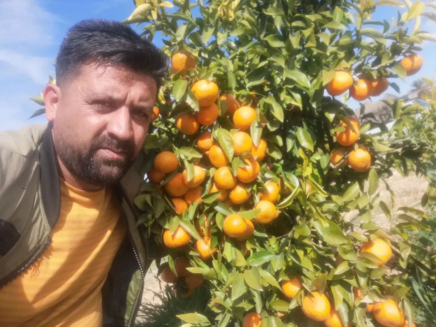 نهالستان مرکبات صاحب الزمان(ع)|خدمات باغبانی و درختکاری|بهبهان, |دیوار