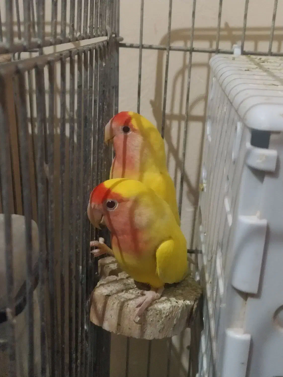 دو جفت طوطی برزیلی|پرنده|کرمانشاه, |دیوار