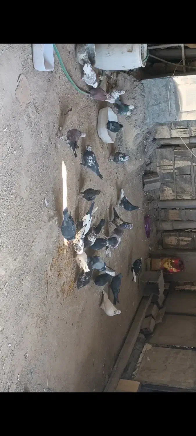 کفتر یا همون کبوتر|پرنده|خمینیشهر, |دیوار