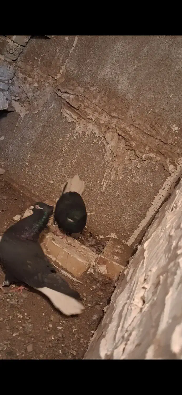 جفت زاغ دم سفید عطیقه|پرنده|تربت جام, مطهری|دیوار