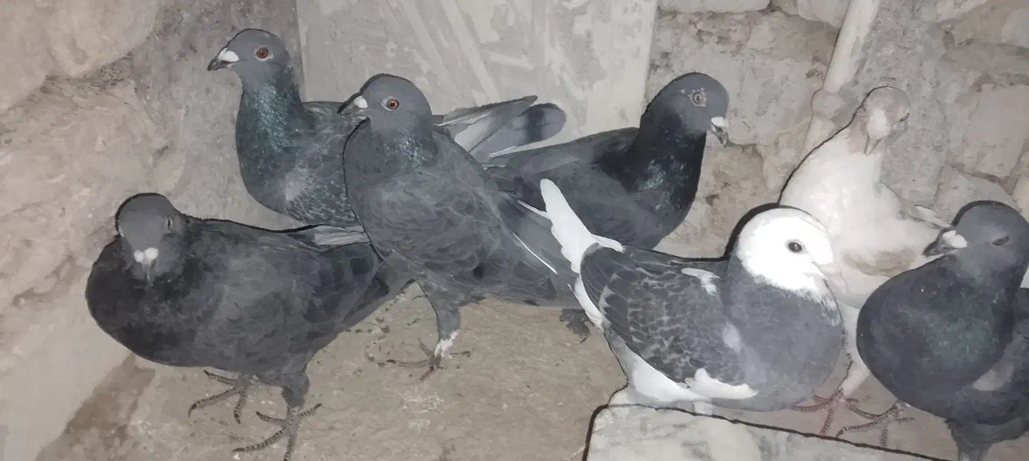 گرفتنی|پرنده|زابل, |دیوار