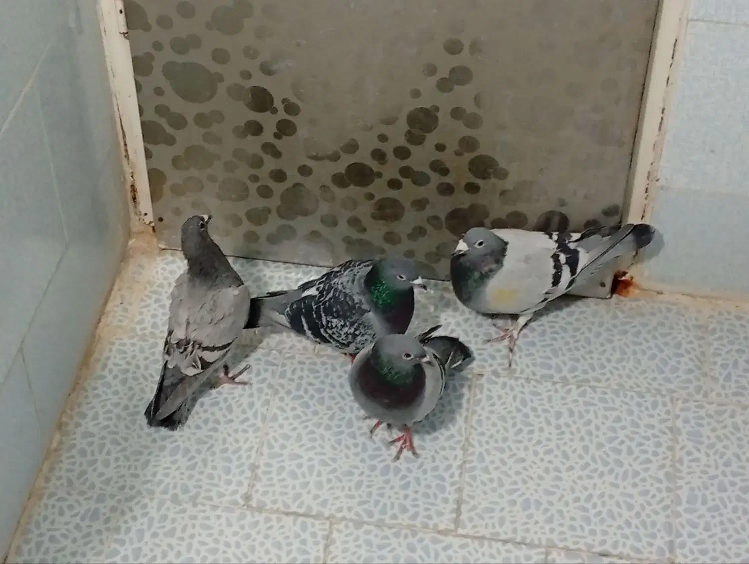 پلاکی|پرنده|ایلخچی, |دیوار