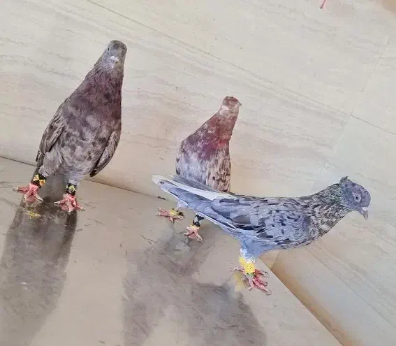 سه عدد دمسفید رنگ خاص|پرنده|اهواز, پردیس|دیوار