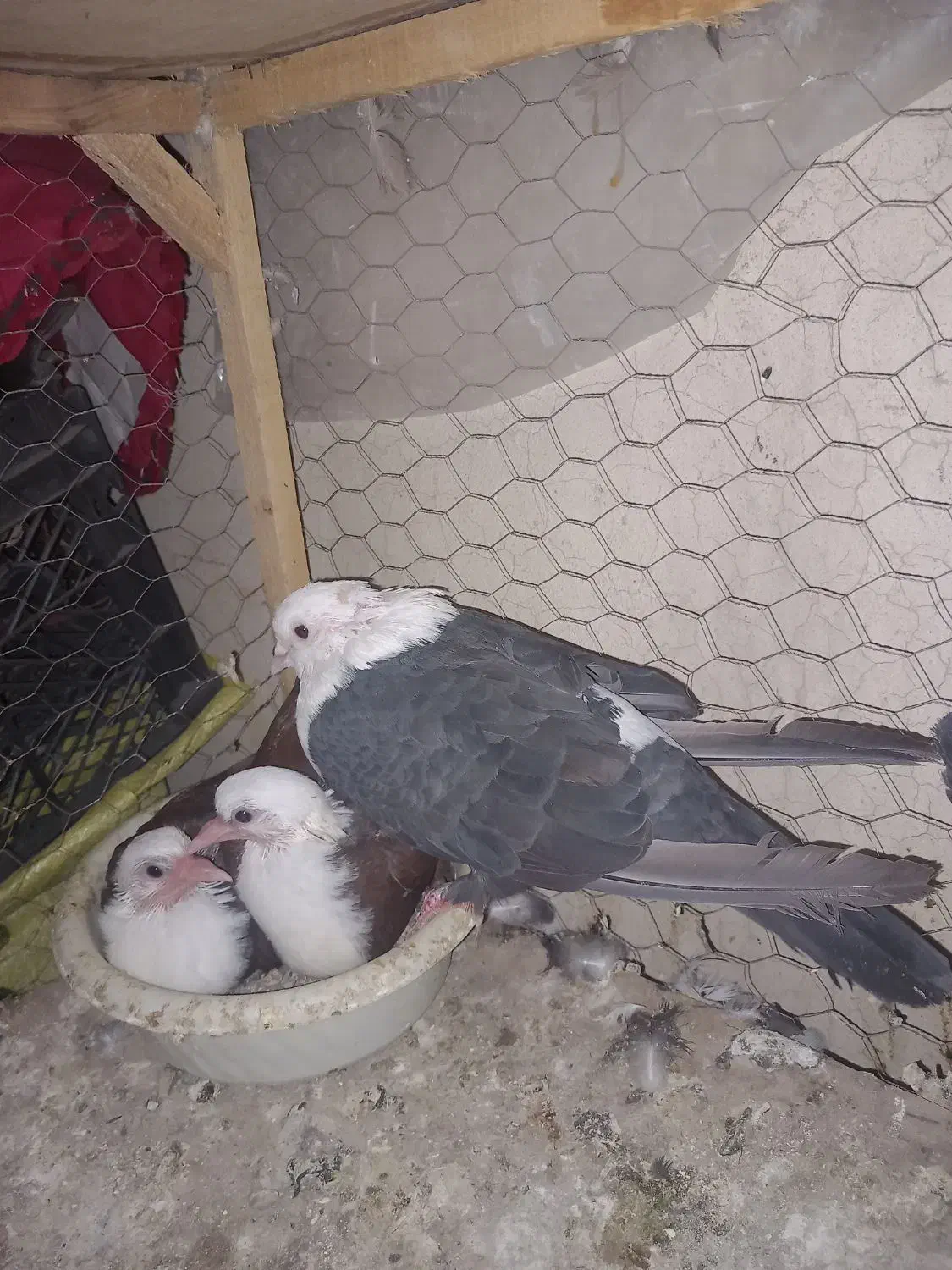 کبوتر کفتر جفتگاه کلاغ کربلایی|پرنده|شاندیز, |دیوار