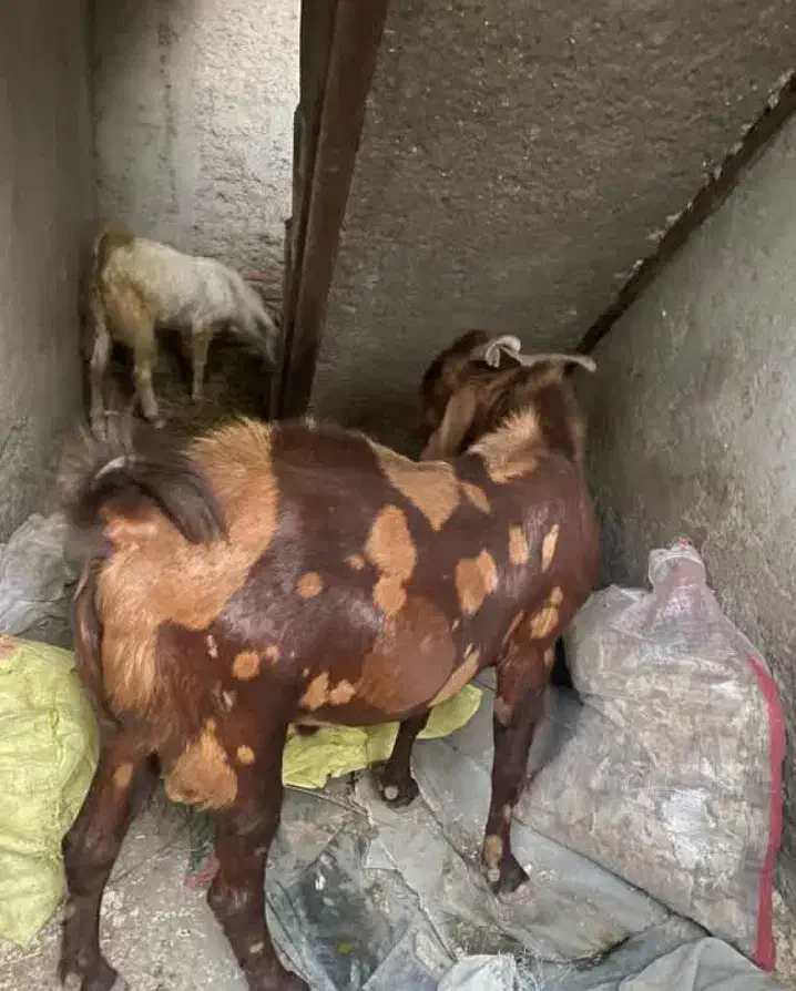 فروشی|حیوانات مزرعه|میناب, |دیوار