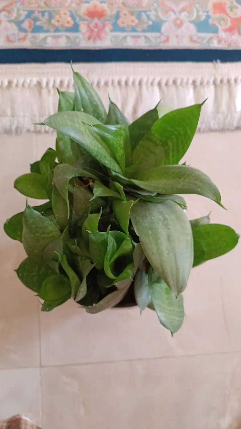 گل سنسوریا پا کوتاه|گل و گیاه طبیعی|شیراز, رکنآباد|دیوار