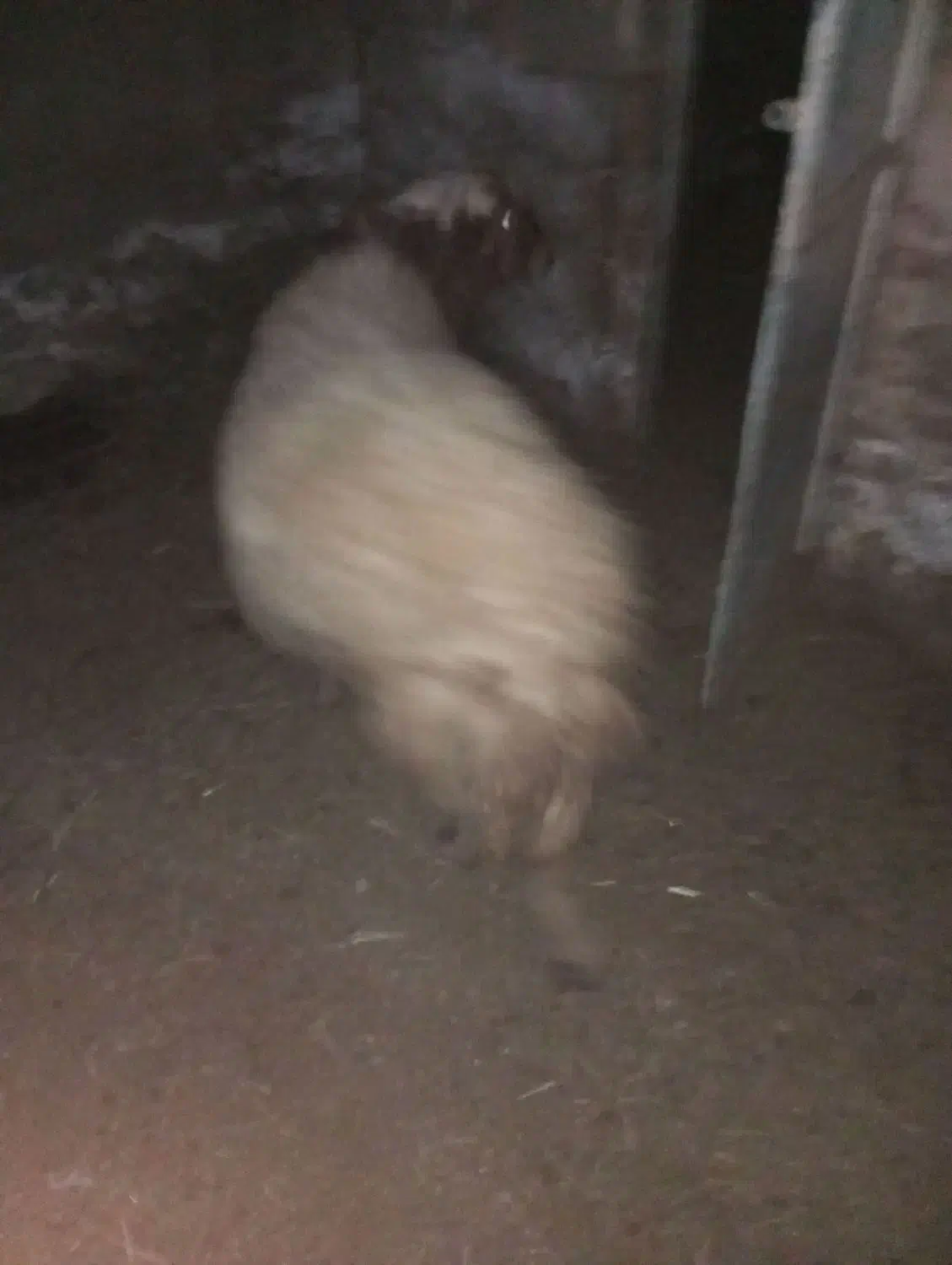 قوچ دو رگه|حیوانات مزرعه|سبزوار, رباط|دیوار