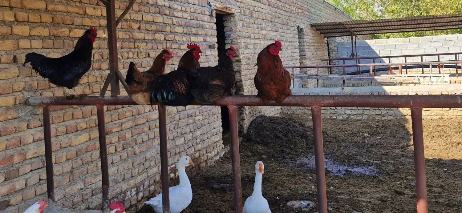 ۴ عدد خروس محلی و دو عدد قوغاز|حیوانات مزرعه|ارومیه, |دیوار