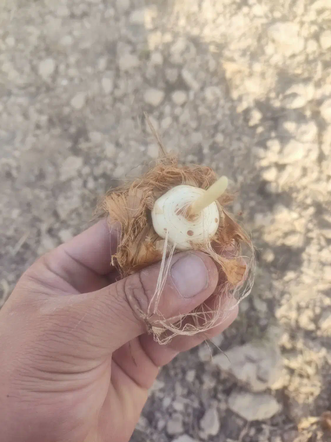 پیش فروش پیاز زعفران|خدمات باغبانی و درختکاری|گلبهار, بیزکی|دیوار