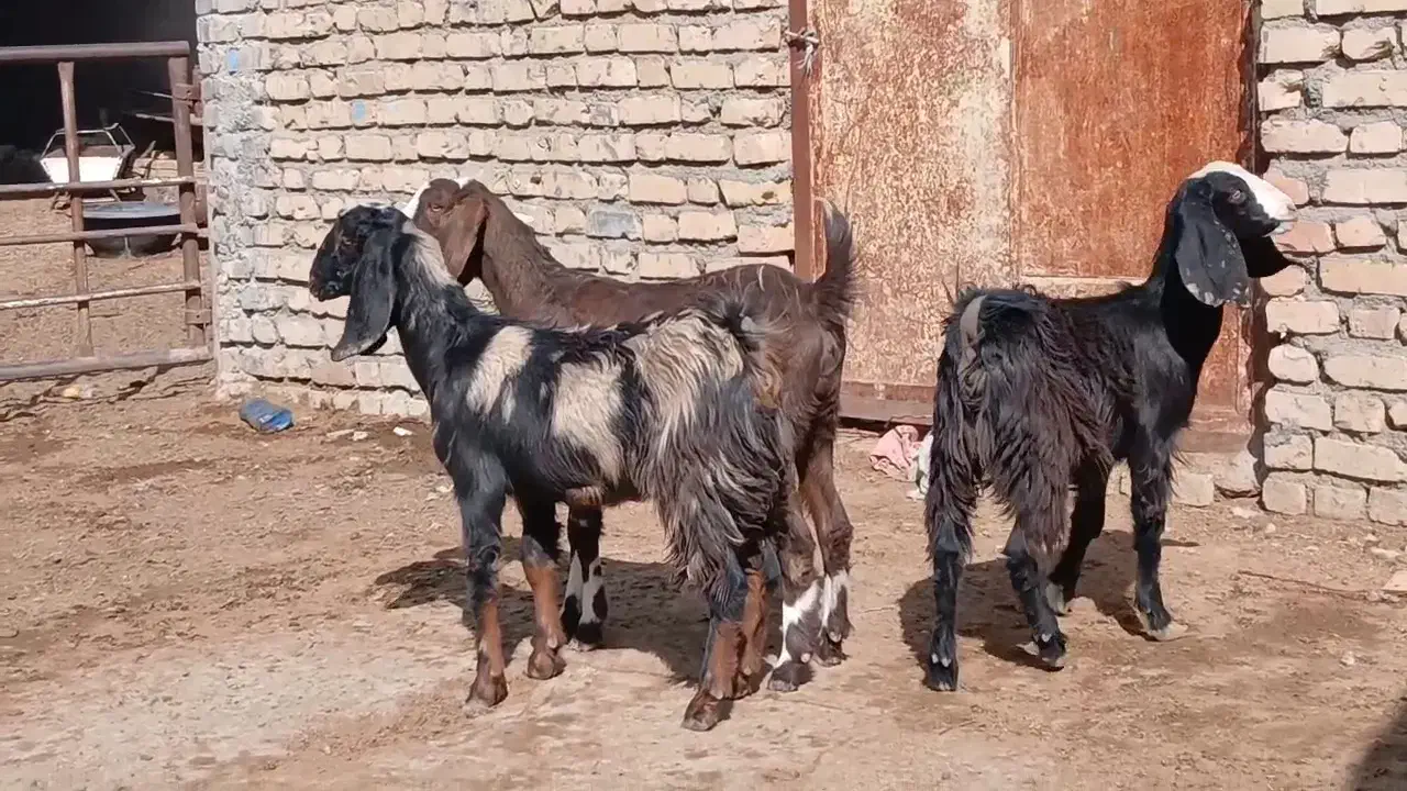 بزغاله ماده|حیوانات مزرعه|کاشمر, |دیوار