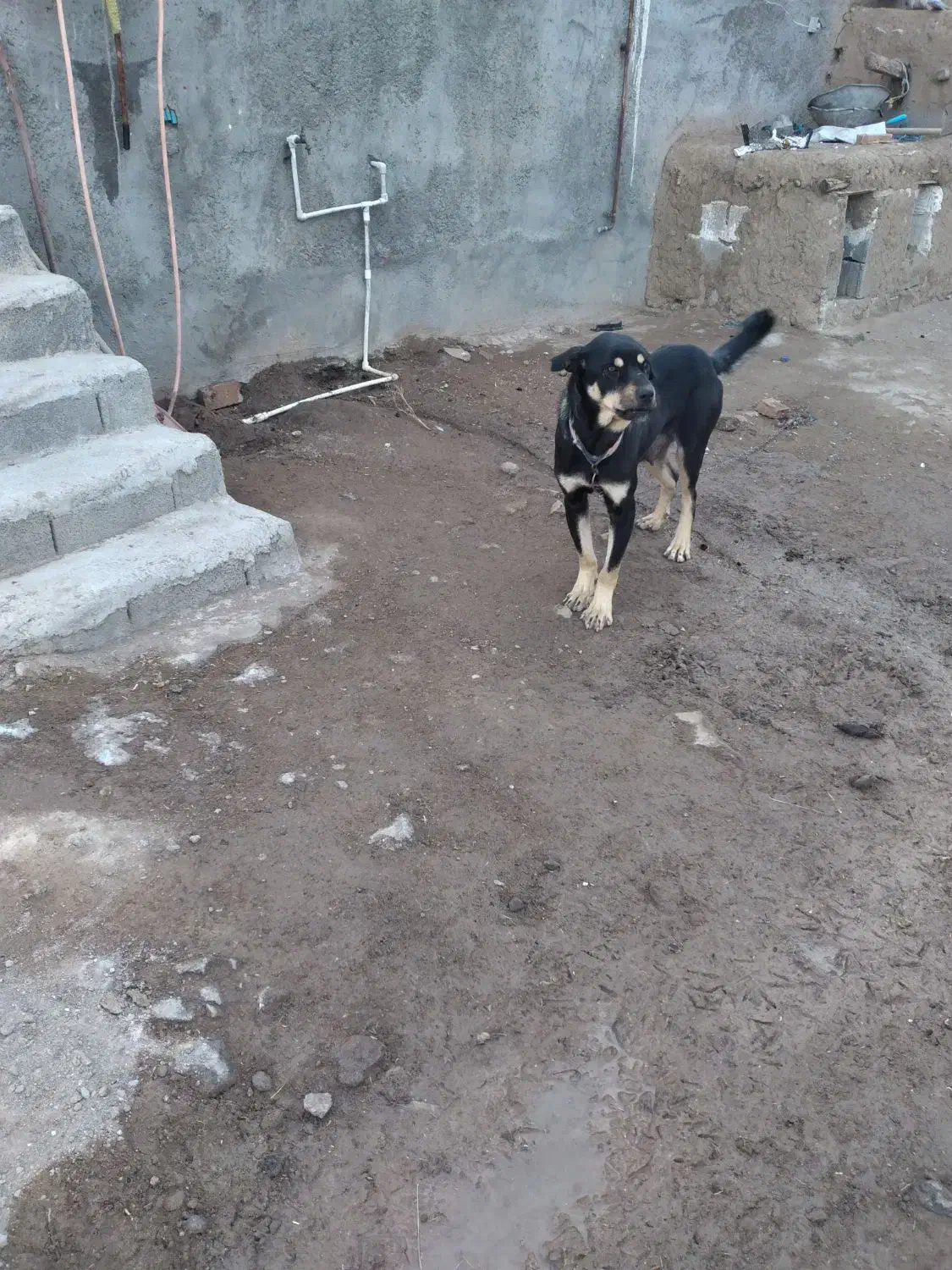 سگ پژدر|سگ|نیر (اردبیل), |دیوار