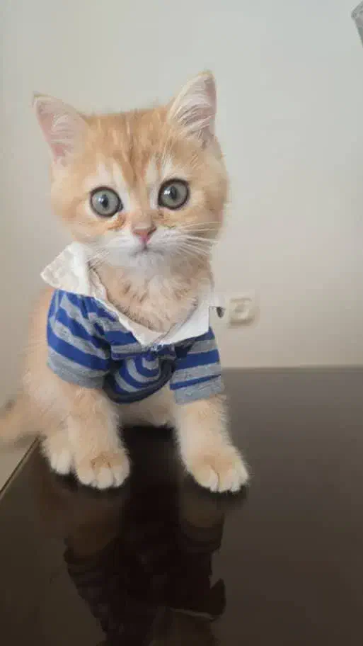 گربه پرشین|گربه|بندرعباس, |دیوار