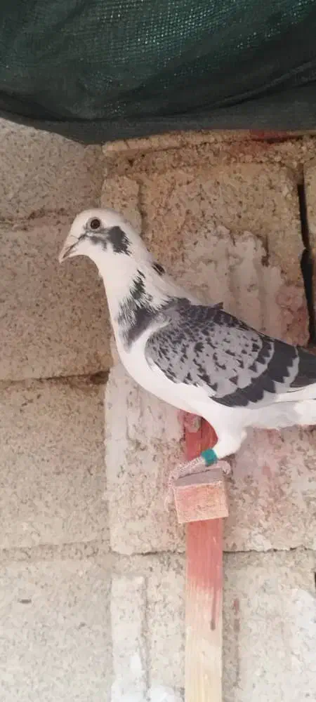 کبوتر پلاکی|پرنده|شبانکاره, |دیوار