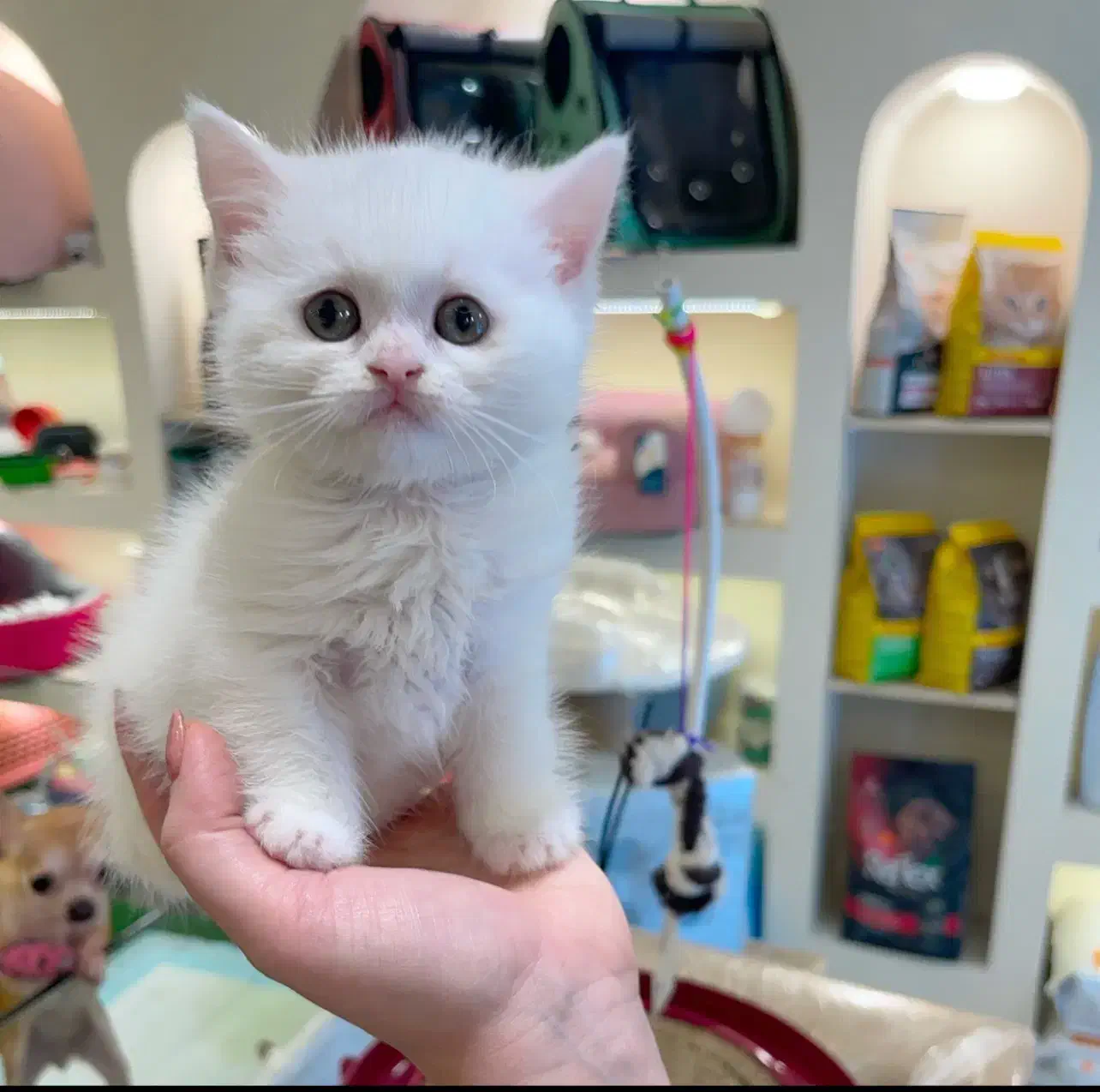 گربه بیرتیش سفید|گربه|رشت, دیلمان|دیوار