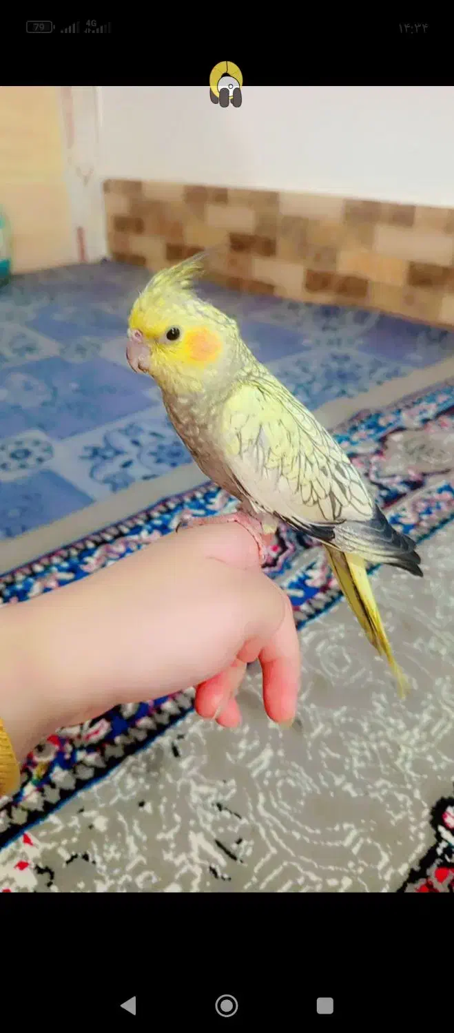 عروس هلندی گمشده|حیوانات|نیمروز, |دیوار