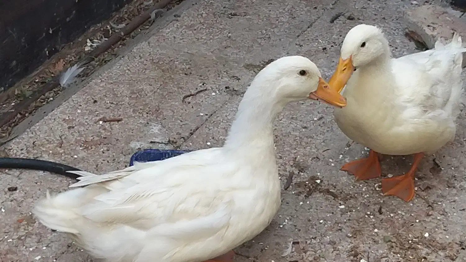 مرغابی سفید|حیوانات مزرعه|ری, ولی آباد|دیوار