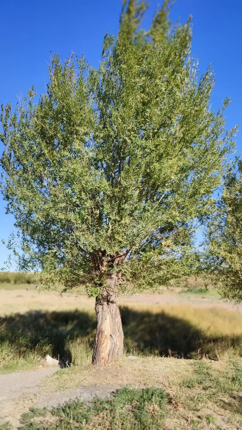 خرید چوب|خدمات باغبانی و درختکاری|تربت‌حیدریه, بالا ولایت|دیوار