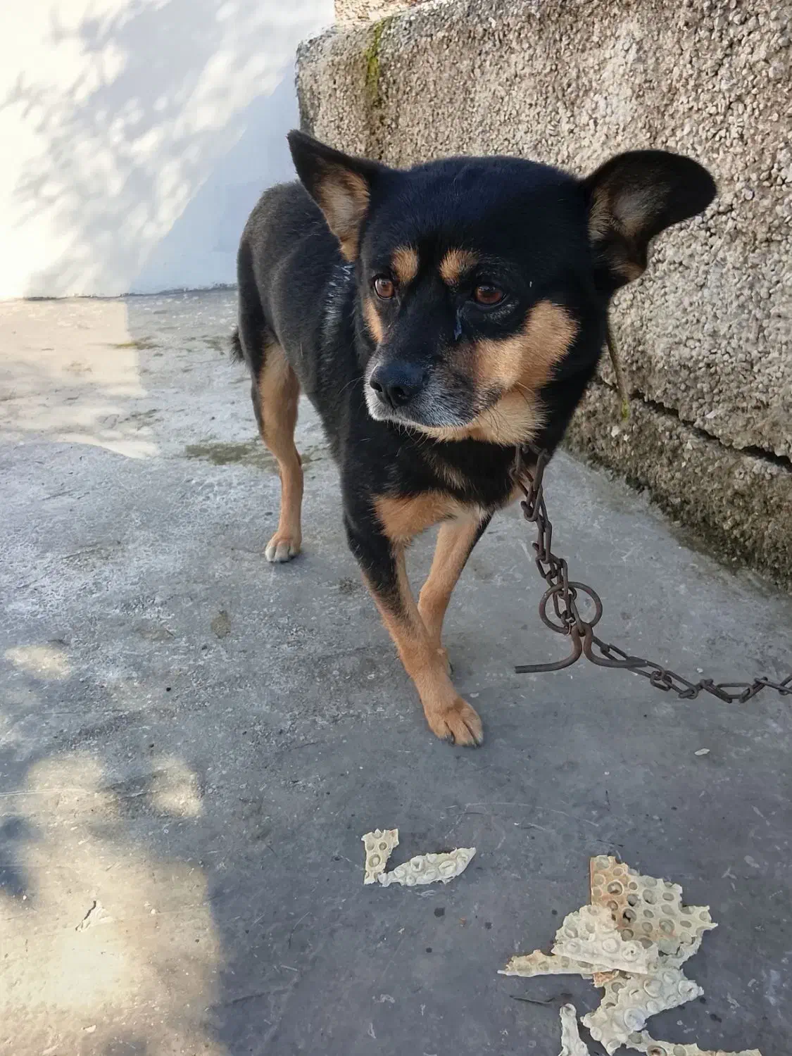 سگ پاکوتاه نژاد دار|سگ|نوشهر, |دیوار