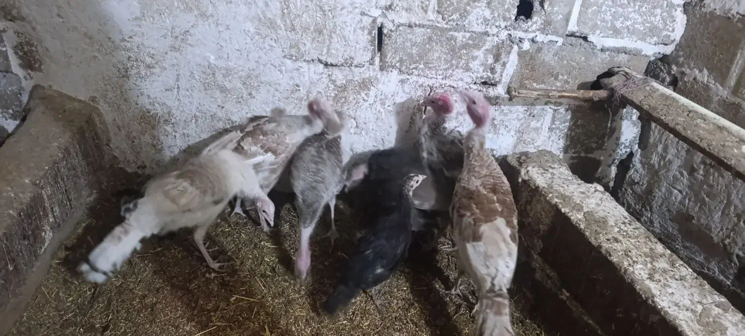 نیمچه بوقلمون برای نگهداری|حیوانات مزرعه|اردبیل, |دیوار