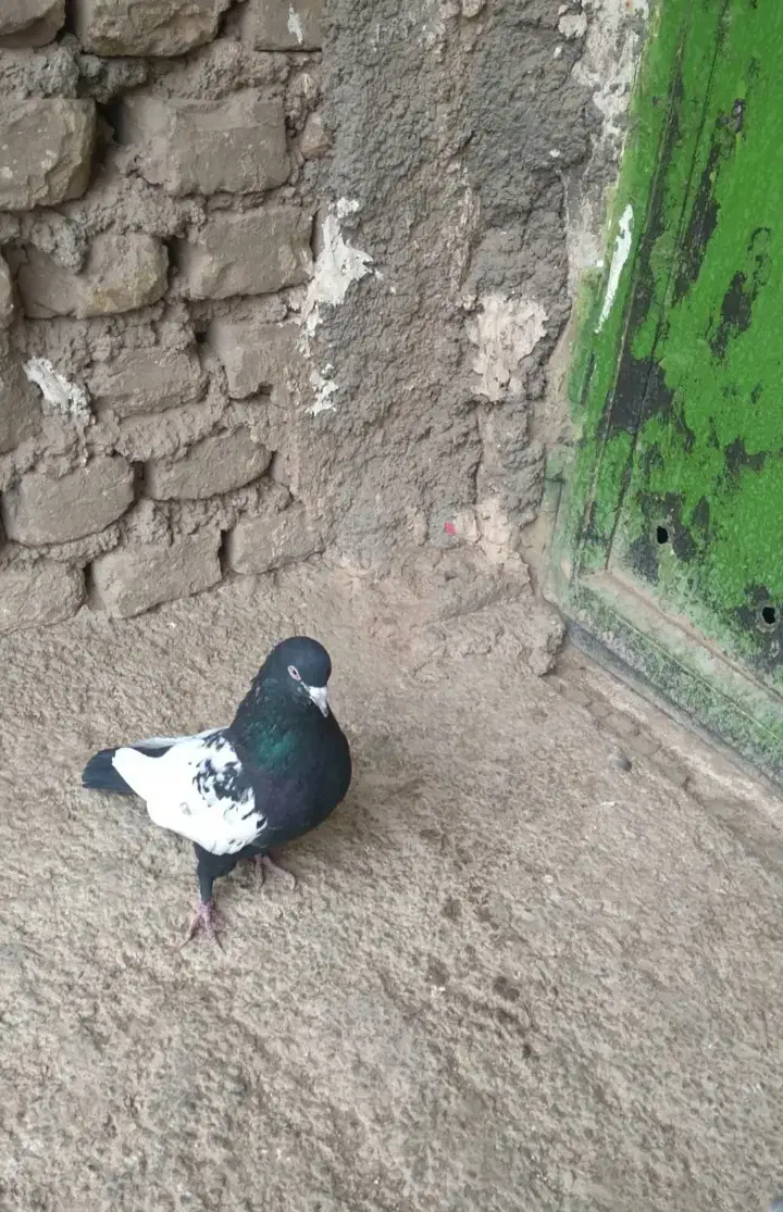 کفتر|پرنده|کرمان, |دیوار