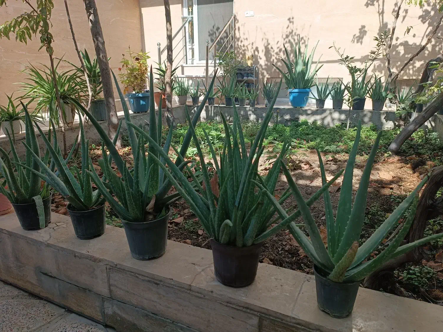 آلور اخوب و پر از ژله|گل و گیاه طبیعی|ورامین, ورامین|دیوار