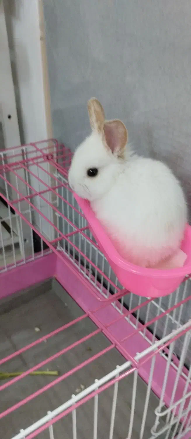 خرگوش مینیاتوری|موش و خرگوش|فولادشهر, مسکن مهر فولادشهر|دیوار