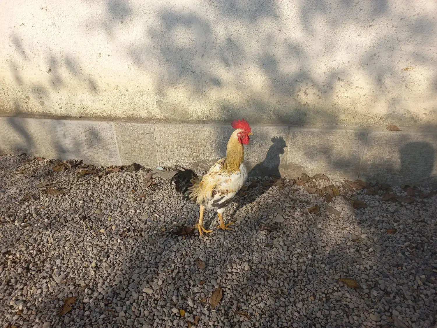 خروس محلی درشت سالم سرحال|حیوانات مزرعه|سیاهکل, |دیوار