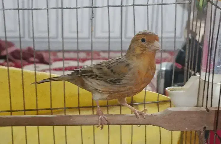 قناری ماده|پرنده|شوش, |دیوار