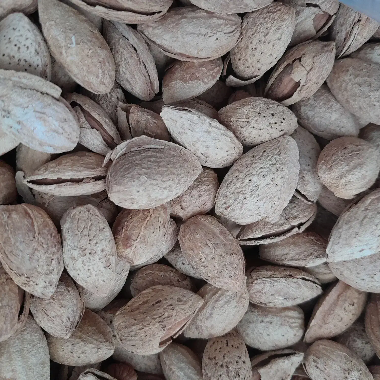 بادام منقا زرین|خوردنی و آشامیدنی|مشگین شهر, |دیوار