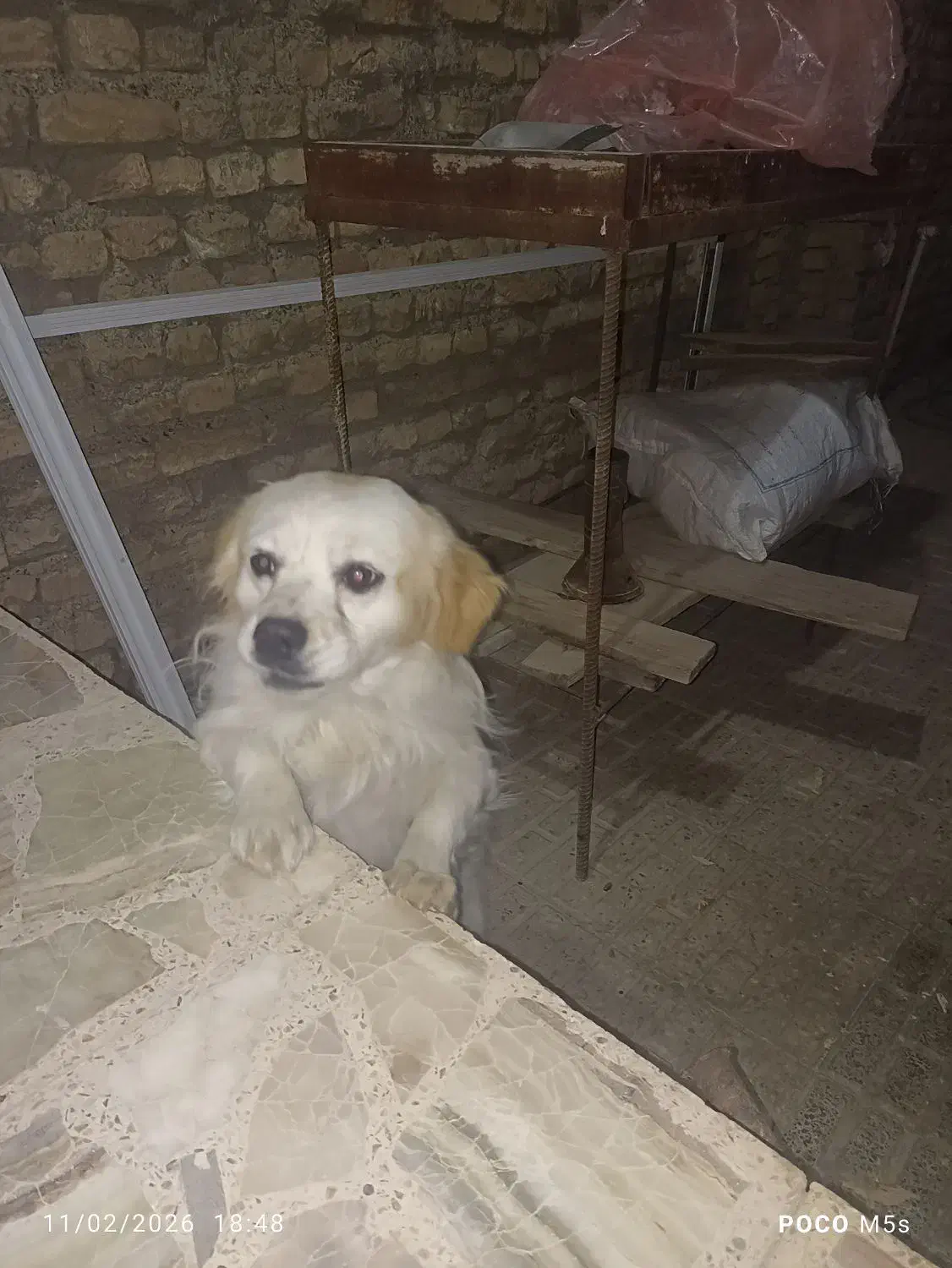 سگ پا کوتاه|سگ|اصفهان, عاشق‌آباد|دیوار