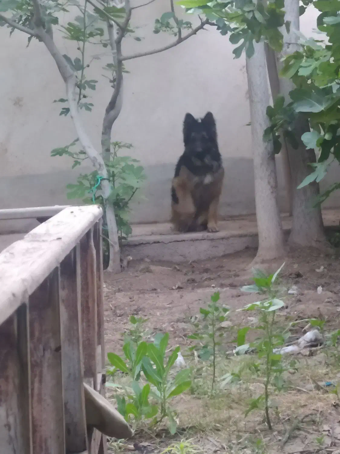 واگزاری|سگ|پیشوا, |دیوار