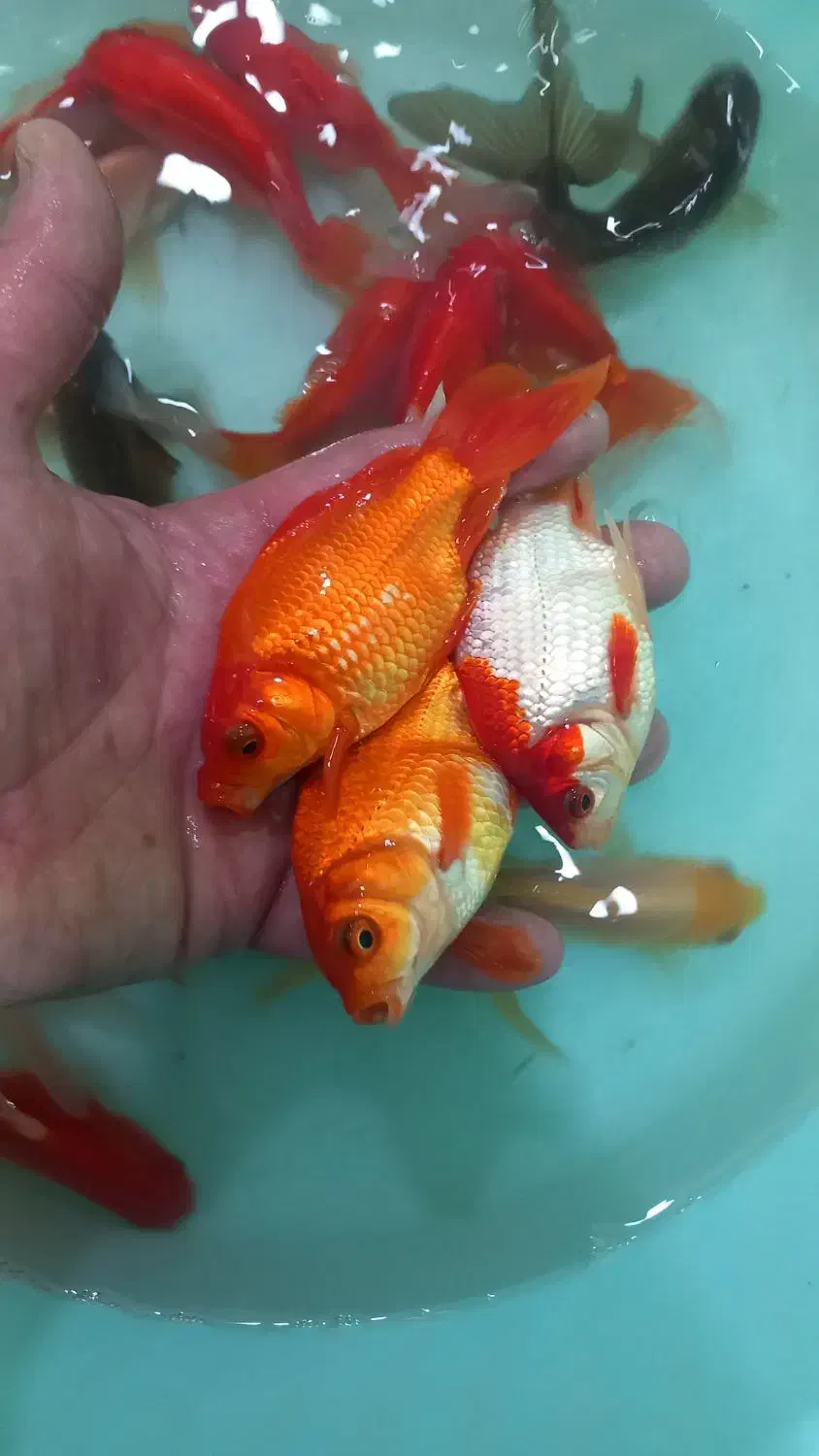 گلدفیش مولد|ماهی|اصفهان, باب الدشت|دیوار