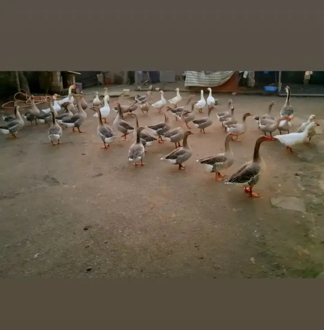 غاز محلی بالغ|حیوانات مزرعه|آستارا, |دیوار