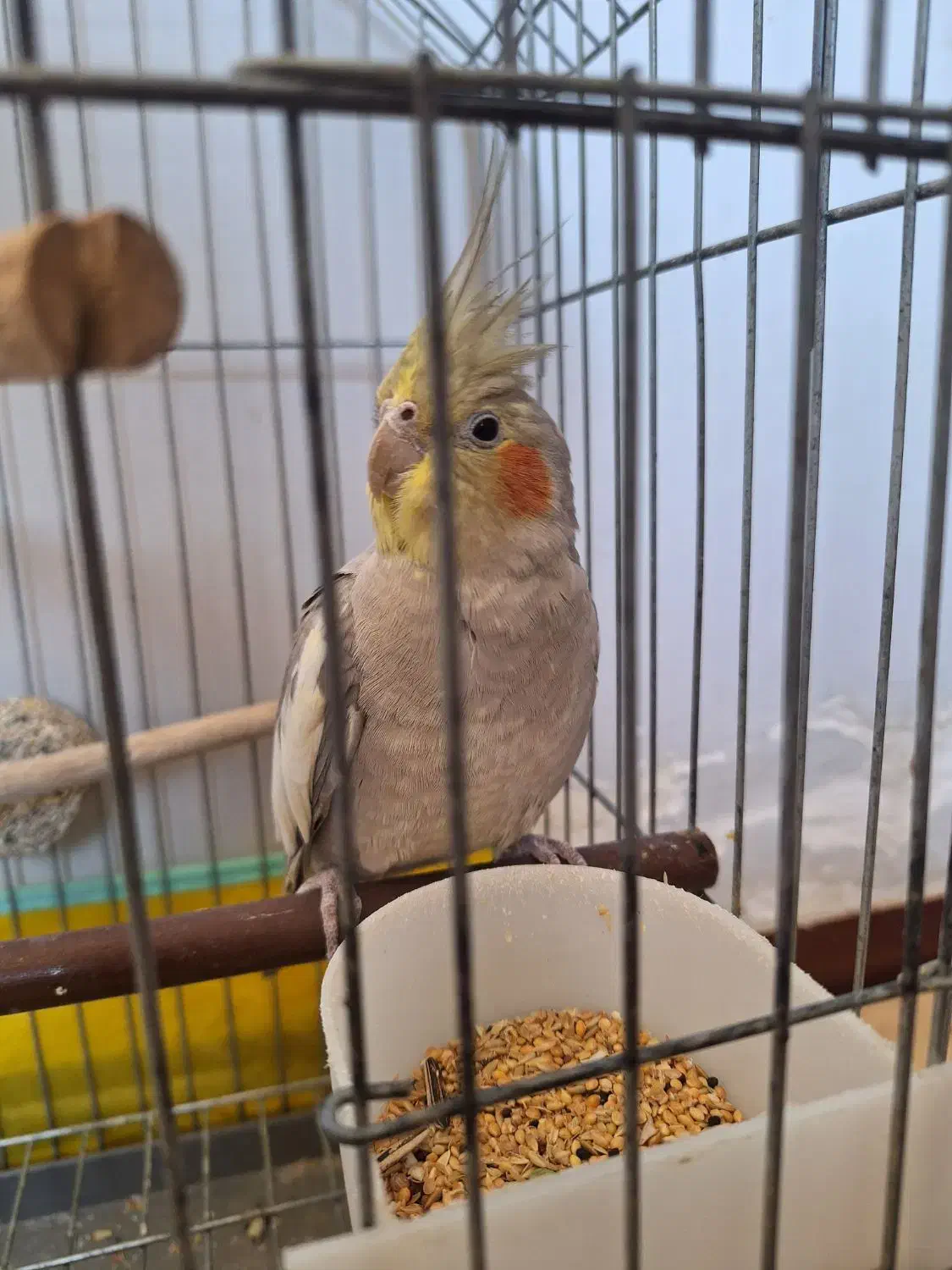 عروس هلندی ماده|پرنده|محمدیه-قزوین, |دیوار