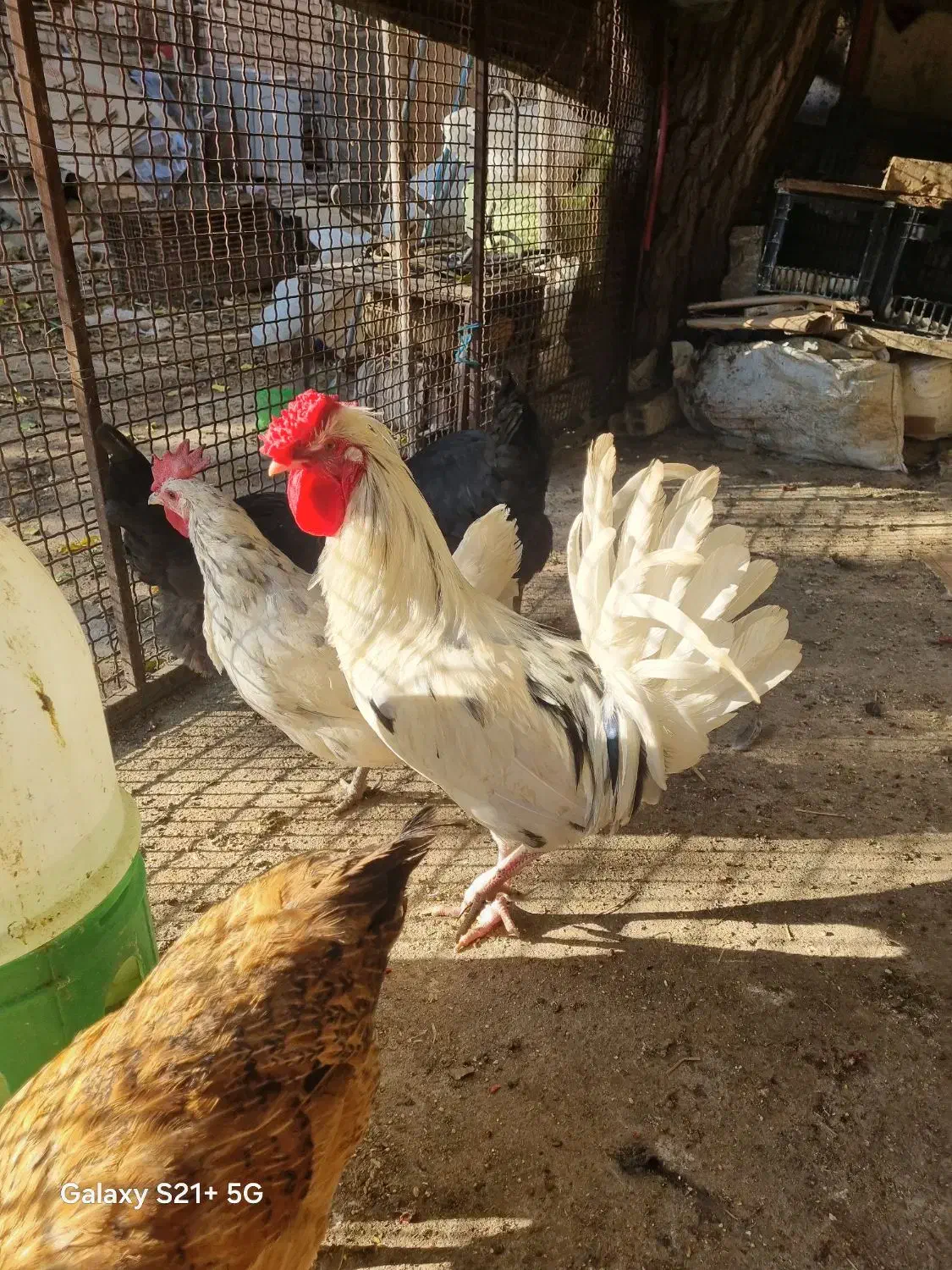 یک عدد خروس گلین جوان وسالم لطفا تماس بگرید بگیر|حیوانات مزرعه|محلات, |دیوار