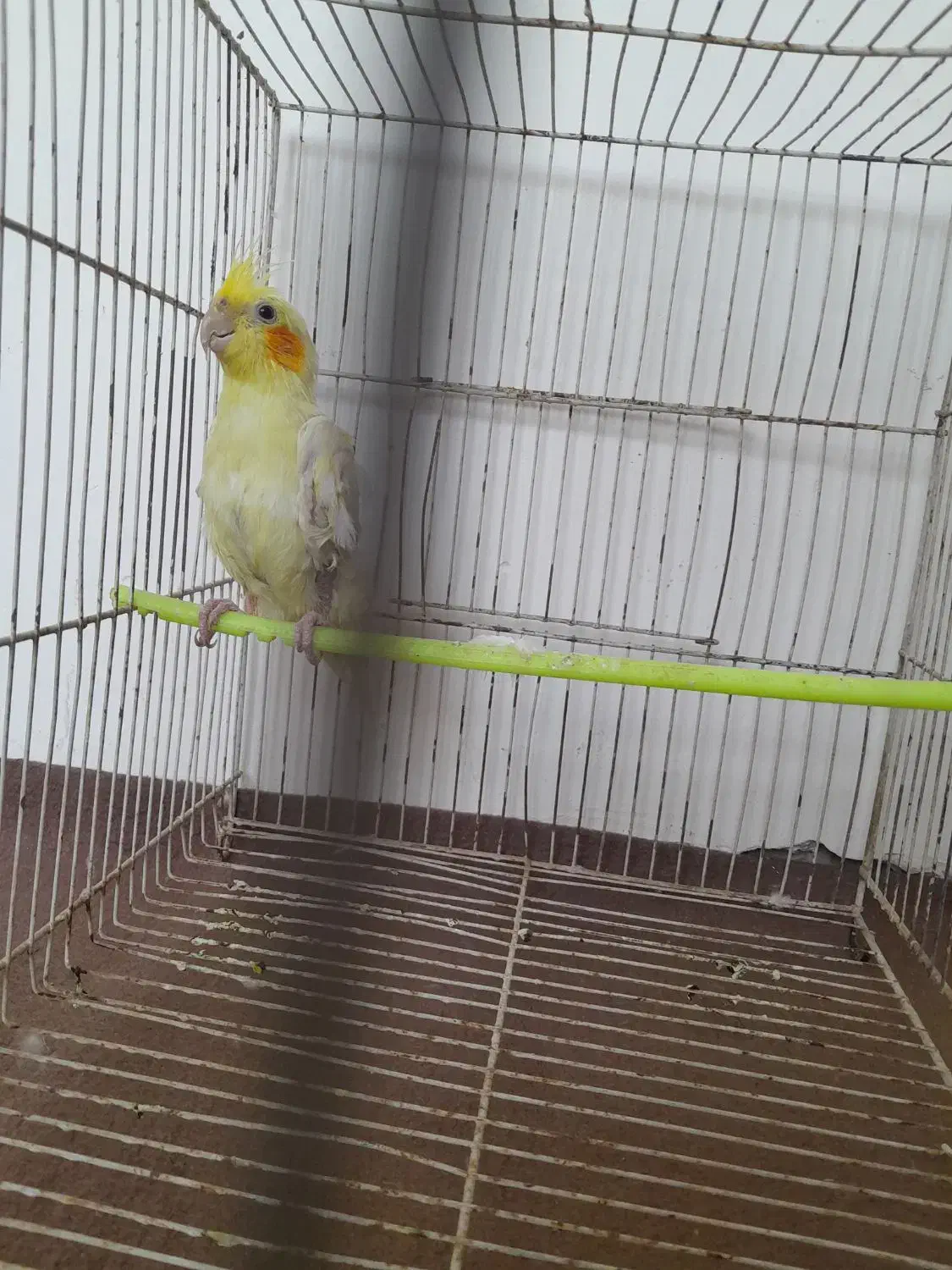 عروس هلندی نر|پرنده|مشهد, رده|دیوار