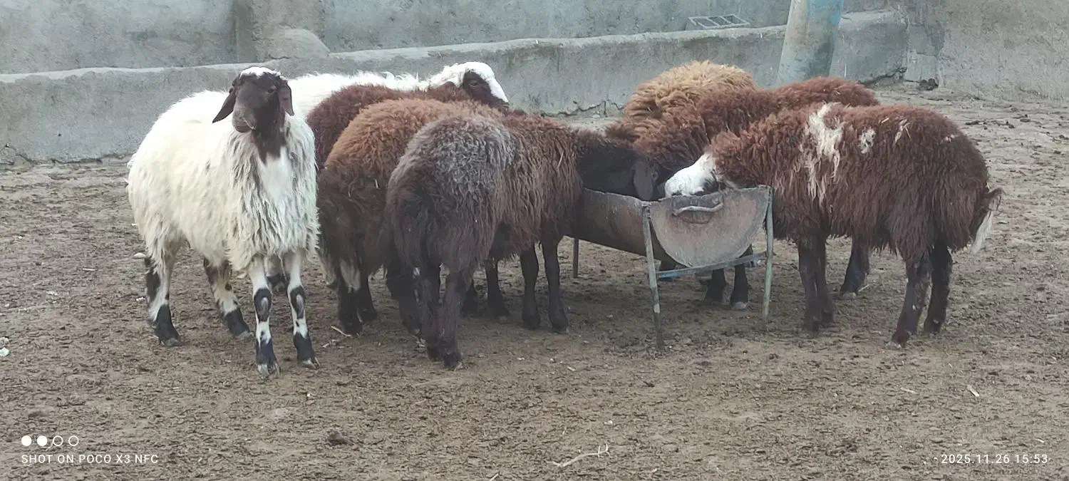 هفت راس بره نر سرحال|حیوانات مزرعه|مشهد, ویلاشهر|دیوار