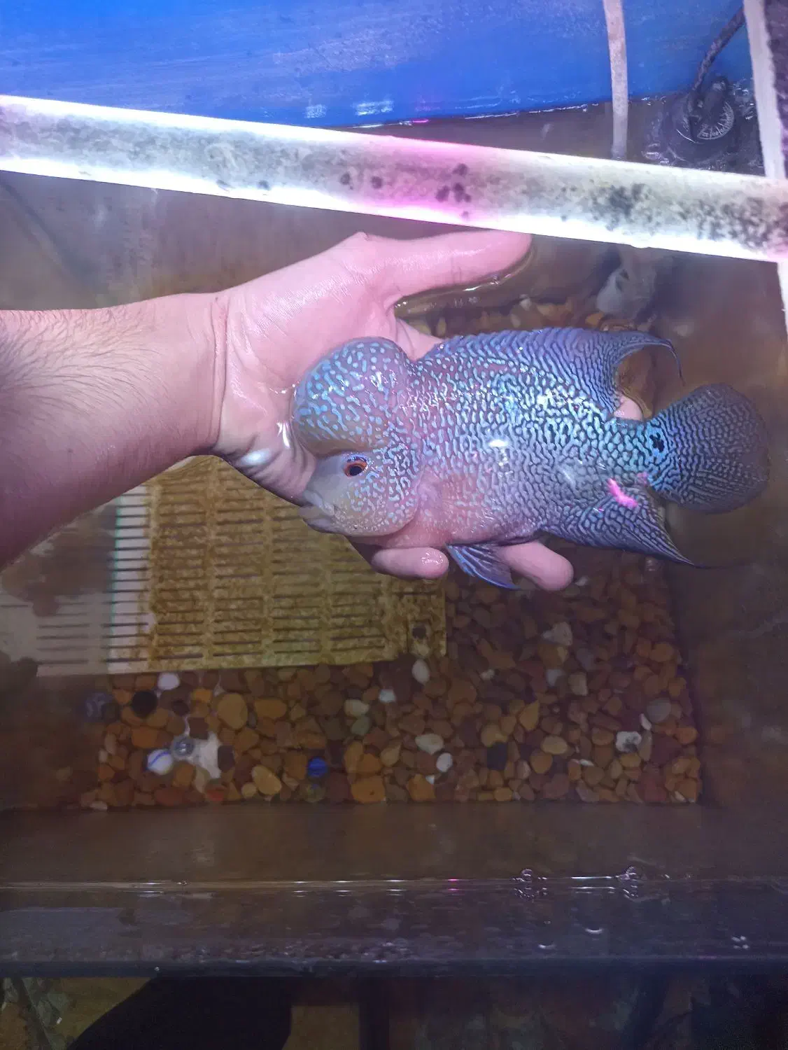 فلاور|ماهی|اهواز, کمپلو جنوبی|دیوار